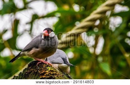 Java Rice Sparrow Sitting On A Tree Stump, Tropical Bird From The Java Island Of Indonesia, Endanger