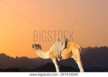 Silhouette Dromedar Camel On The Background Of The Mountain Of St. Moses, Egypt, Sinai
