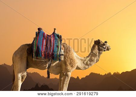 Silhouette Dromedar Camel On The Background Of The Mountain Of St. Moses, Egypt, Sinai