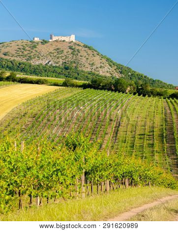 vineyards, castle Devicky, Palava, Moravia region, Czech Republic