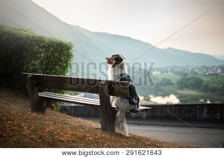 The Dog Sits On A Bench And Looks At The Dawn. Marble Australian Shepherd In Nature. Walk With Your 