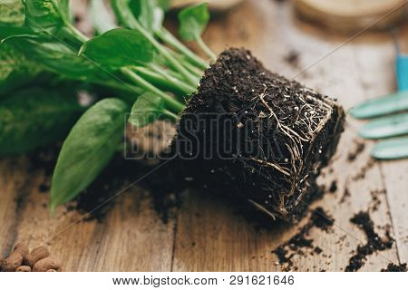 Dieffenbachia Plant Roots In Soil With Gardening Stylish Tools, Ground ,drainage And Clay Pots On Wo
