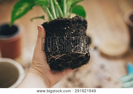 Hand Holding Dieffenbachia Plant Roots In Soil With Gardening Stylish Tools, Ground ,drainage And Cl