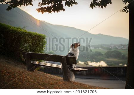 The Dog Sits On A Bench And Looks At The Dawn. Marble Australian Shepherd In Nature. Walk With Your 