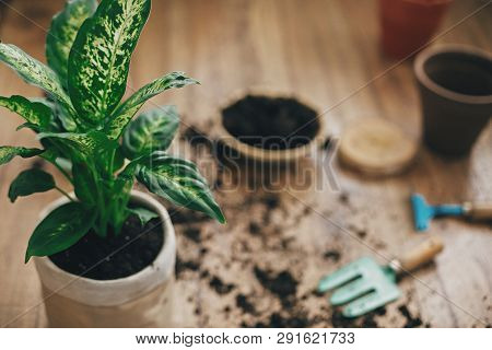 Repotting Plant Concept. Dieffenbachia Plant Potted With New Soil Into New Modern Pot, And Gardening