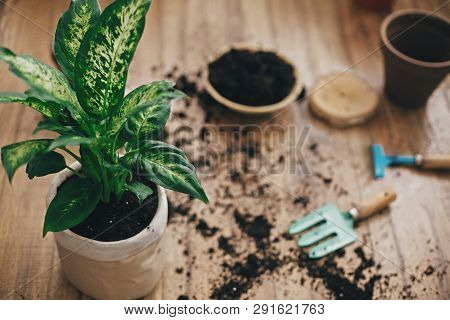 Dieffenbachia Plant Potted With New Soil Into New Modern Pot, And Gardening Stylish Tools, Ground ,c
