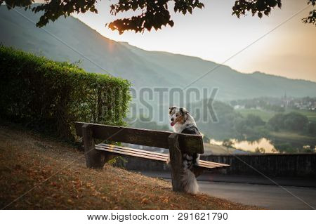 The Dog Sits On A Bench And Looks At The Dawn. Marble Australian Shepherd In Nature. Walk With Your 