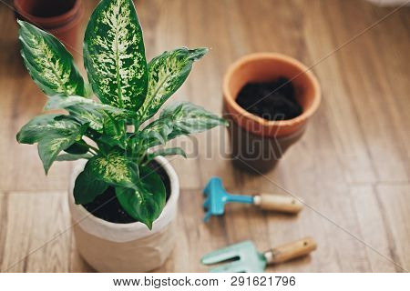 Repotting Plant Concept. Dieffenbachia Plant Potted With New Soil Into New Modern Pot, And Gardening
