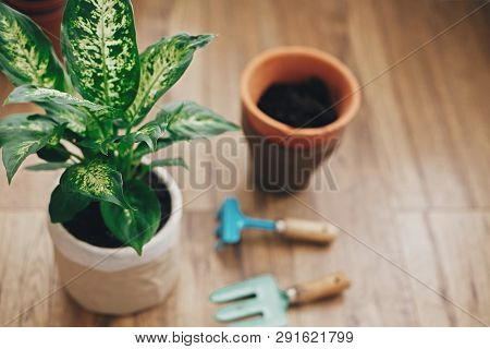 Dieffenbachia Plant Potted With New Soil Into New Modern Pot, And Gardening Stylish Tools, And Old C
