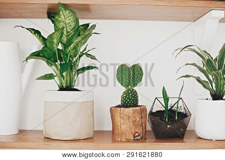 Stylish Wooden Shelves With Modern Green Plants And White Watering Can. Stylish Hipster Room Decor.