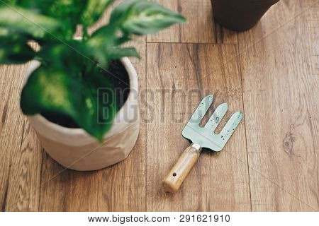 Repotting Plant Concept. Closeup At Gardening Stylish Tools, And Dieffenbachia Plant Potted With New