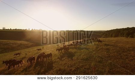 Horses Running In Slow Motion. Brown Horses On The Meadow. Trust The Inner Compass. Animals Rely On 