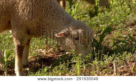 Lamb Eats Grass. Sheep Is Chewing. Land Of The Farm. Cute And Harmless.