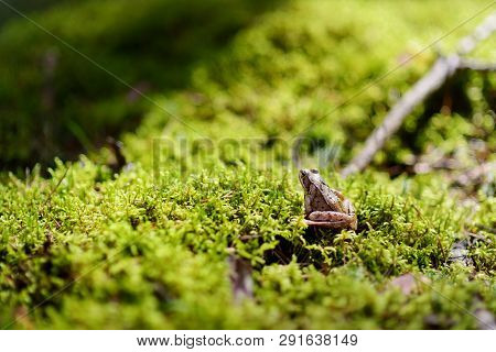 Common Green Frog On A Moss In Forest On Springtime