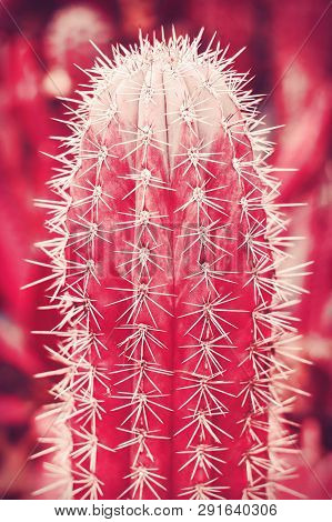 Vertical Photo Of Carnegia Cactus Of Pink Color, Toned Image