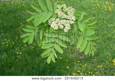 Buds And Fresh Leaves Of Rowan In Spring