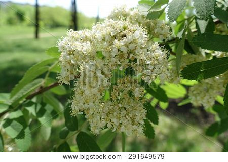 Closeup Of White Flowers Of Rowan In Spring