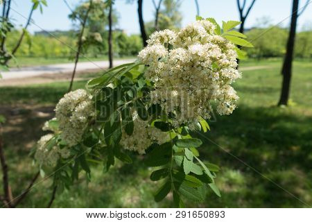Ivory White Flowers Of Rowan In Spring