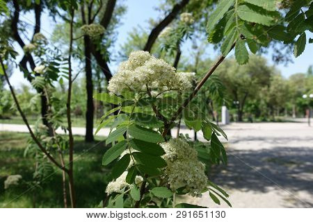 Thin Branch Of Rowan With White Flowers In Spring