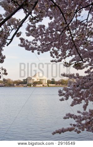 Jefferson památník rámují třešňový květ nad přílivové nádrže