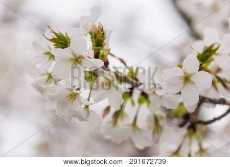 Close Up White Sakura  (somei Yoshino) Blossom Near Osaka Castle