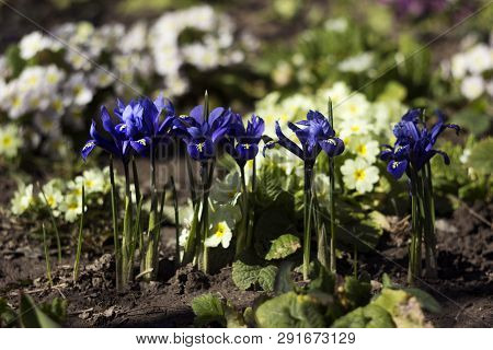 Blue Undersized Irises And Yellow Primrose Bushes Bloom In Spring In The Garden Background