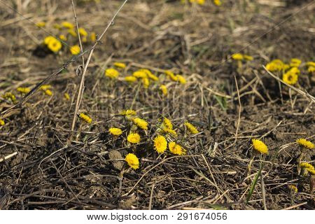 Mother And Stepmother - First Yellow Early Spring Flower In The Field, Among The Dry Grass. The Coll