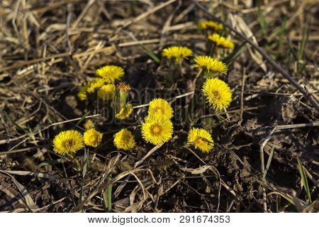 Mother And Stepmother - First Yellow Early Spring Flower In The Field, Among The Dry Grass. The Coll