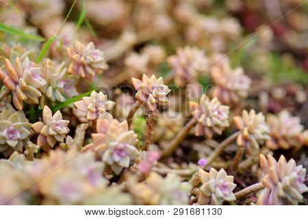 Various Type Of Succulent Plants At The Alii Kula Lavender Farm On Maui, Hawaii