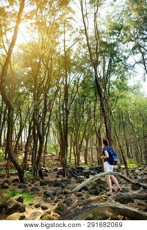 Female Tourist Enjoying Stunning View Of Densy Pine Forest Of Pololu Valley On Big Island Of Hawaii,