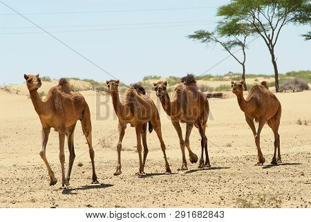 Four Camels Run In The Thar Desert Near Jamba, Rajasthan, India.
