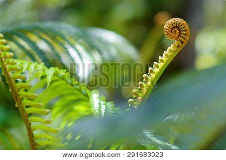 Lush Tropical Vegetation Of The Islands Of Hawaii
