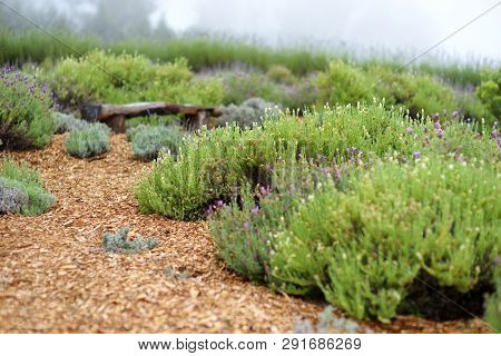 Blooming Lavender Plants At The Alii Kula Lavender Farm On Maui, Hawaii, Usa