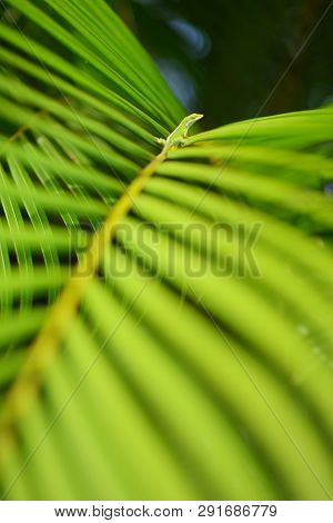 Gecko Relaxing On Green Tropical Leaf. Lush Tropical Vegetation Of The Islands Of Hawaii, Usa