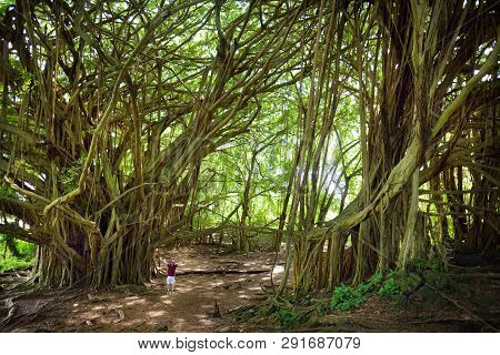 Male Tourist Admiring Giant Banyan Tree On Hawaii. Branches And Hanging Roots Of Giant Banyan Tree O