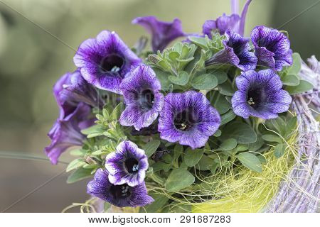 Bellflower In Bloom In Spring
