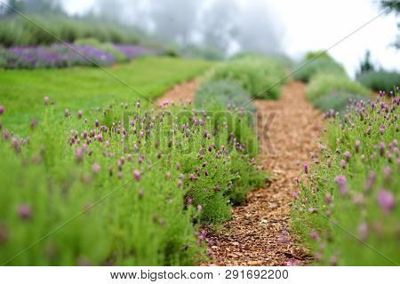 Blooming Lavender Plants At The Alii Kula Lavender Farm On Maui