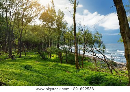 Stunning View Of Dense Pine Forest Of Pololu Valley On Big Island Of Hawaii
