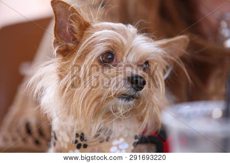 dog. small brown dog. Close up of a small terrier dog.