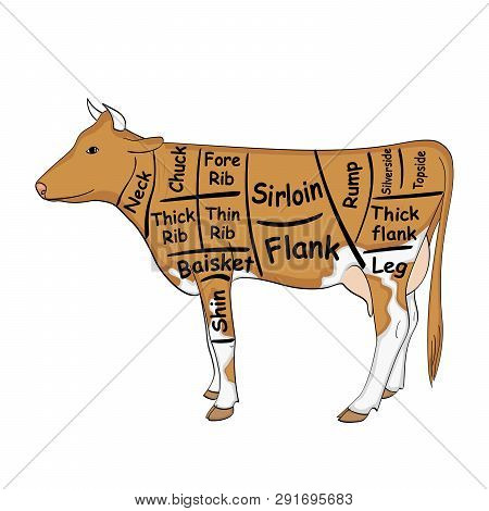 Isolated Object On White Background. The Cow For The Restaurant Is Divided Into Parts, Pieces Of Bul