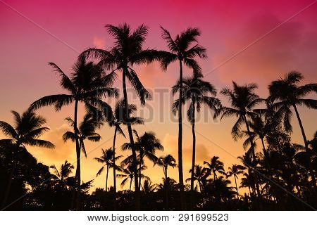 Palm Trees Silhouette On Sunset Tropical Beach On Hawaii, Usa