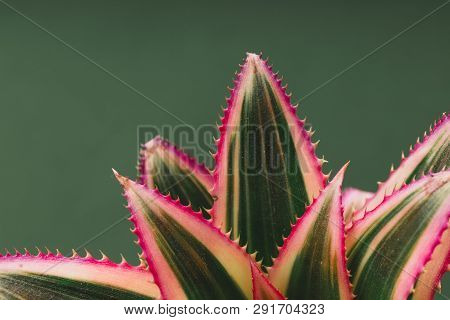 Pineapple Flower On A Green Background. Natural Background. Abstract Background.