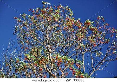 High Tree Arbutus Andrachne With Green Leaves And Red Fruit On A Blue Sky
