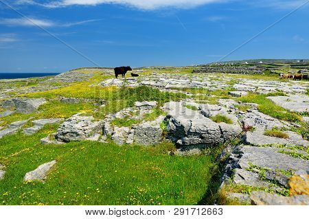 Inishmore Or Inis Mor, The Largest Of The Aran Islands In Galway Bay, Ireland.