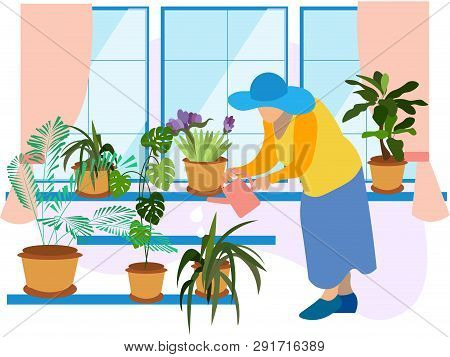 Grandmother, A Pensioner Watering Indoor Flowers. Winter Garden, Potted Flowers. In Minimalist Style
