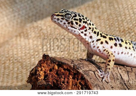Close-up Of Cute Leopard Gecko (eublepharis Macularius)