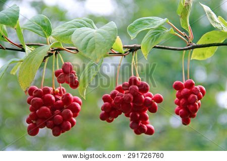 Red Schisandra Growing On Branch In Row. Ripe Schizandra On Liana In Garden