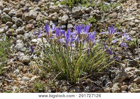 Tender, Wild Iris (iris Unguicularis Ssp. Carica) With Blue Flowers Growing In Natural Habitat Close
