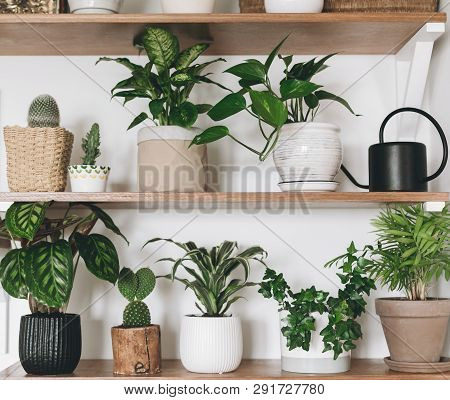 Stylish Wooden Shelves With Green Plants And Black Watering Can. Modern Hipster Room Decor. Cactus, 