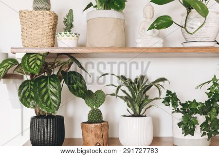Stylish Wooden Shelves With Green Plants And Black Watering Can. Modern Hipster Room Decor. Cactus, 